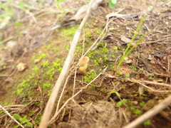 Melanomphalia omphaliopsis