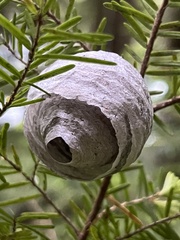 Dolichovespula arenaria