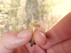 Melanomphalia omphaliopsis