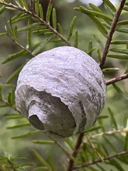 Dolichovespula arenaria