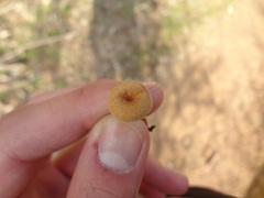 Melanomphalia omphaliopsis