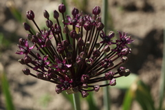 Allium atropurpureum