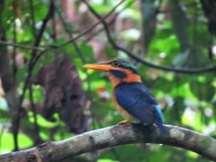 Actenoides concretus