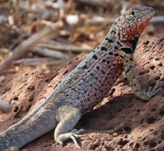 Microlophus indefatigabilis