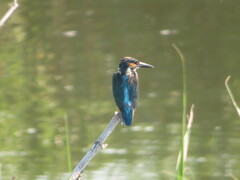 Alcedo atthis bengalensis