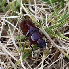 Neandra marginicollis