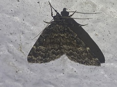 Idia scobialis