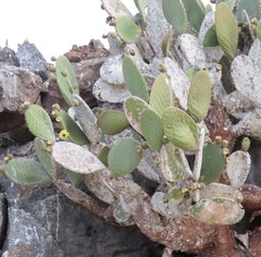 Opuntia helleri