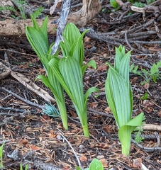 Veratrum viride eschscholtzianum