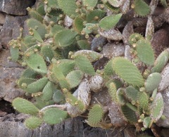 Opuntia helleri