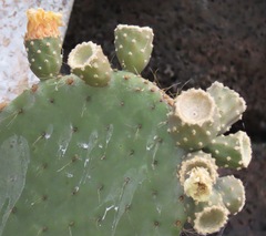 Opuntia helleri