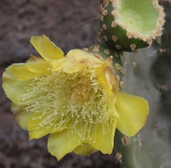 Opuntia helleri