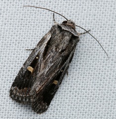 Proteuxoa chrysospila