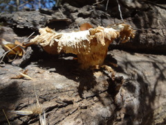 Pleurotus ostreatus