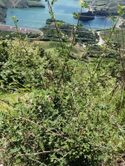 Indigofera bungeana