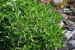 Myoporum bontioides