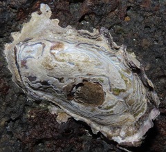Saccostrea palmula