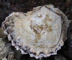 Saccostrea palmula