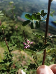 Indigofera bungeana