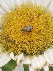 Geraeus penicillus