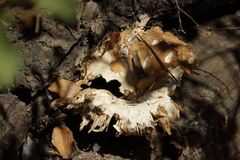 Pleurotus ostreatus