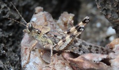 Schistocerca literosa