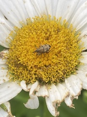 Geraeus penicillus