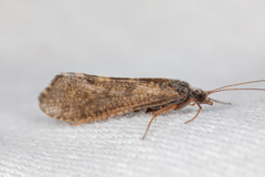 Trichoptera