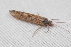 Trichoptera