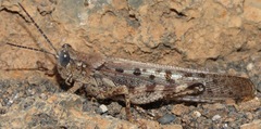 Schistocerca literosa