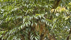 Tetradium ruticarpum