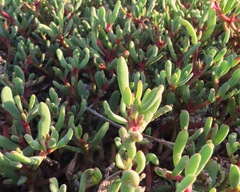 Sesuvium edmonstonei