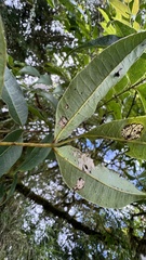 Tetradium ruticarpum