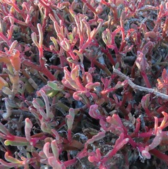 Sesuvium edmonstonei