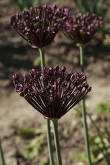 Allium atropurpureum