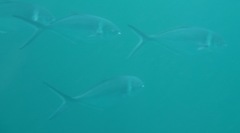 Trachinotus stilbe