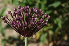 Allium atropurpureum