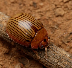 Paropsisterna variabilis