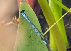 Enallagma laterale