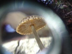 Pluteus jaffuelii