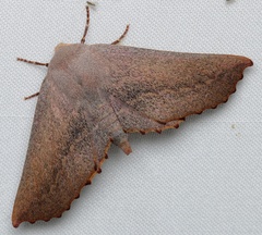 Monoctenia smerintharia