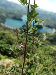 Indigofera bungeana