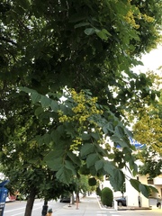 Koelreuteria paniculata