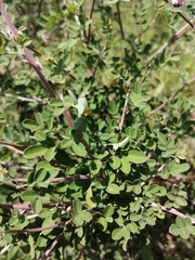 Indigofera bungeana