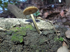 Pluteus jaffuelii