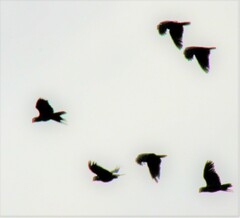 Amazona leucocephala