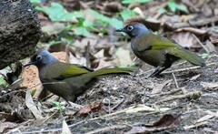 Trochalopteron peninsulae