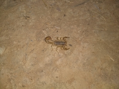 Paravaejovis spinigerus