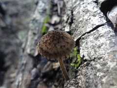 Pluteus jaffuelii