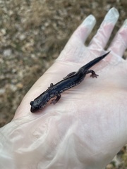 Plethodon wehrlei